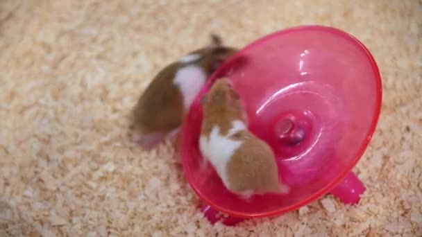 Dönen Tekerlek Oyuncağında Hamster — Stok video