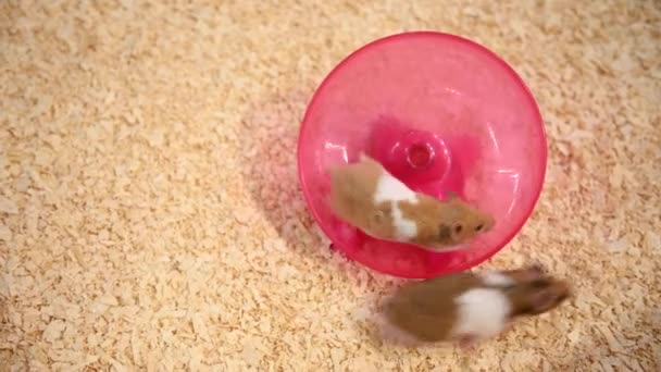 Hamster Spinnrock Leksak — Stockvideo