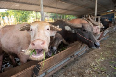Çiftlikteki bufaloları beslemek, kırsaldaki bufaloları yeşil otlarla beslemek.