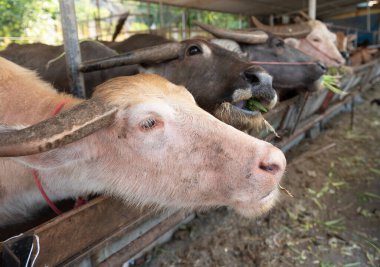 Çiftlikteki bufaloları beslemek, kırsaldaki bufaloları yeşil otlarla beslemek.