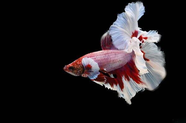 Fotokopi Alanı Ile Siyah Zemin Üzerinde Kırmızı Taylandlı Balıklarla Mücadele — Stok fotoğraf
