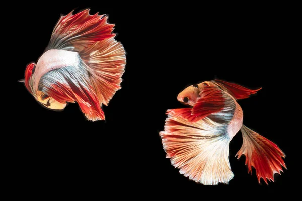 Two Red Thai Fighting Fish Black Background Copy Space — Stock Photo, Image