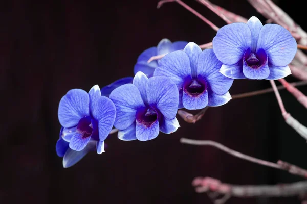 Purple Orchid Flowers Floor Copy Black Background — Stock Photo, Image