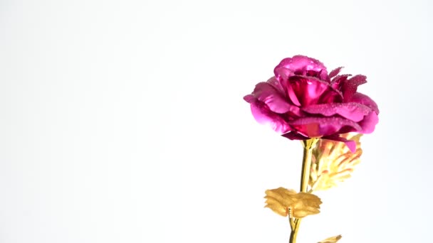 Saint Valentin Avec Des Roses Romantiques Sur Fond Blanc — Video