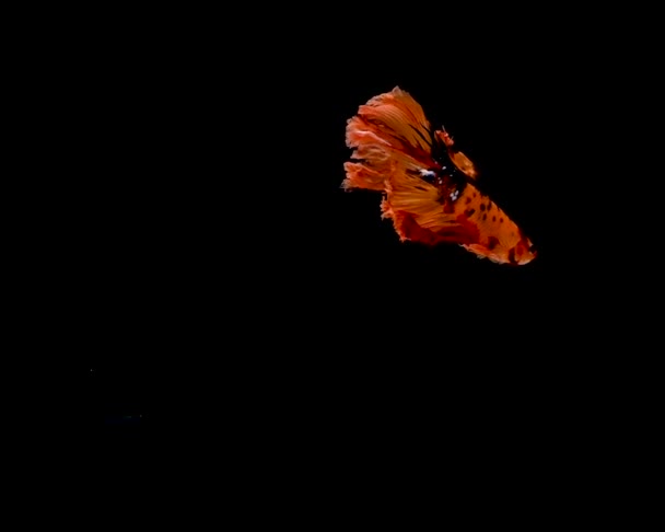 Thai Fighting Fish Swimming Front Isolated Black Background Slow Motion — Stock Video