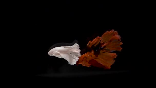 Тайська Бойова Риба Плаває Перед Ізольованим Чорним Фоном Повільне Кіно — стокове відео