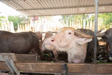 Çiftlikteki bufaloları beslemek, kırsaldaki bufaloları yeşil otlarla beslemek.