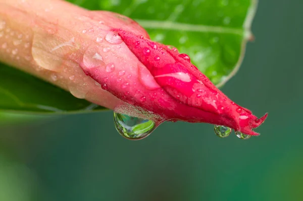 Coloridas Flores Azalea Gotitas Agua Estilo Suave Borroso Para Fondo — Foto de Stock