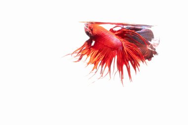 Siyah arka planda iki Taylandlı dövüşçü balık