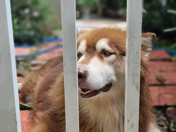 Grande Cão Marrom Uma Gaiola Madeira Fundo Natureza — Fotografia de Stock