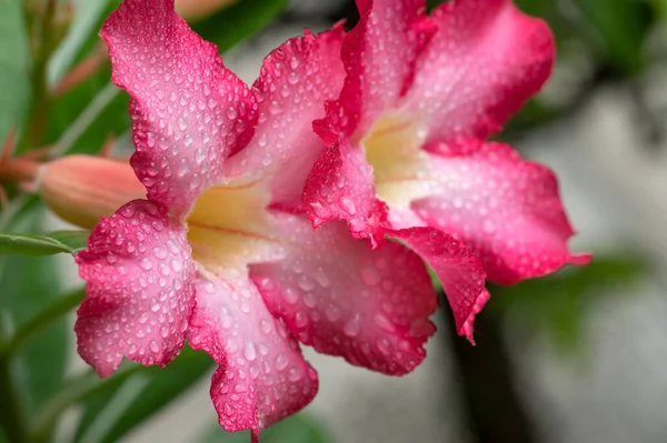 Colorful Azalea Flowers Water Droplets Soft Blurred Style Background — Stock Photo, Image