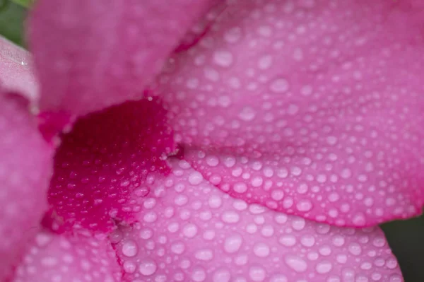 Färgglada Azalea Blommor Och Vattendroppar Mjuk Och Suddig Stil För — Stockfoto