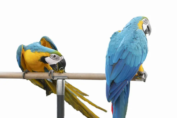 Papagaio Arara Colorido Isolado Fundo Branco Com Espaço Cópia — Fotografia de Stock