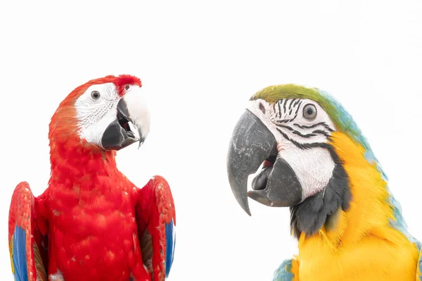 Kolorowe Papuga Makaw Izolowane Białym Tle Miejsca Kopiowania — Zdjęcie stockowe