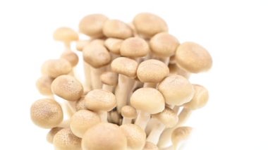 Kahverengimsi-beyaz shimeji mantarları, fotokopi alanı olan beyaz bir zemin üzerinde dönüyor ve hareket ediyorlar.