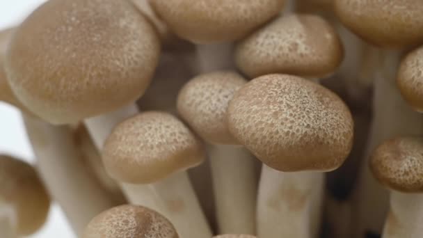 Les Champignons Shimeji Blanc Brunâtre Tournent Déplacent Sur Fond Blanc — Video