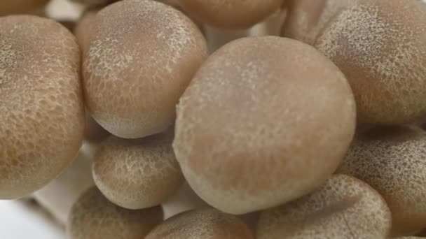 Les Champignons Shimeji Blanc Brunâtre Tournent Déplacent Sur Fond Blanc — Video