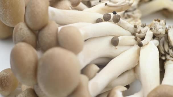 褐白色的蘑菇在旋转 在白色的背景上移动 有复制的空间 — 图库视频影像