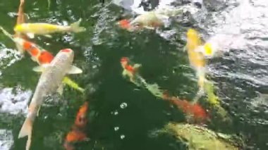 Parlak renkli koi balıkları doğal arka planda gölette yüzerler..