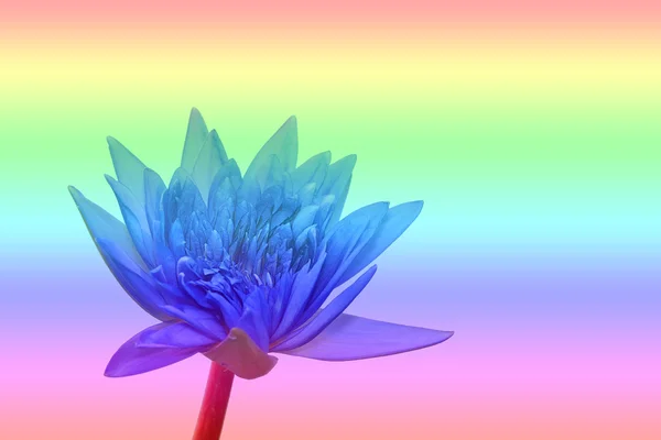 Zambak ile antika arka plan