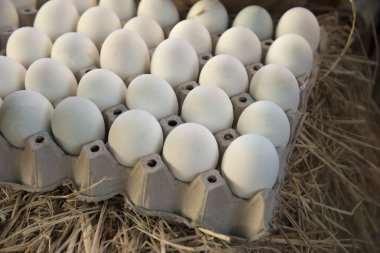 Ördek yumurta, yumurta tepsi temiz paneli