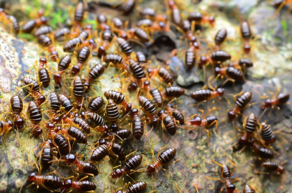 Il formicaio mangia legno movimento sfocatura — Foto Stock