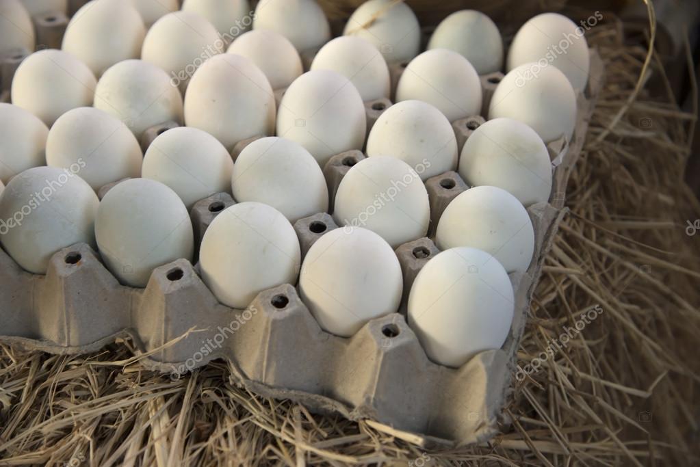 Huevos de pato, huevo bandejas limpiar el panel — Foto de stock