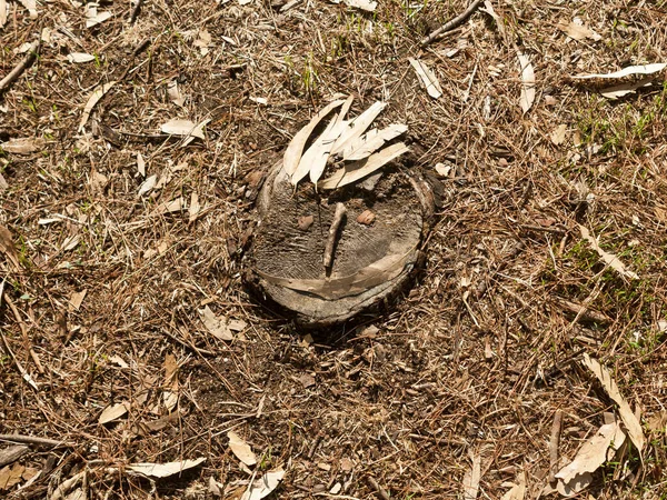 森林地面上的树桩上挂着一张有趣的脸 上面挂满了干枯的落松针叶和桉树叶子 — 图库照片