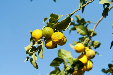 Mavi gökyüzünün önündeki yeşil yaprakların arasında büyüyen sarı limonlar.