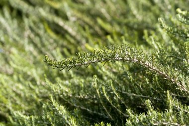 Güneş ışığında yetişen yeşil biberiye bitkisinin arka planı