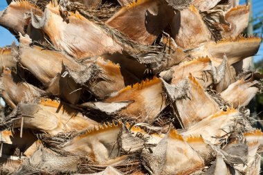 Güneş ışığı altında büyük bir hurma dalının dokusu.