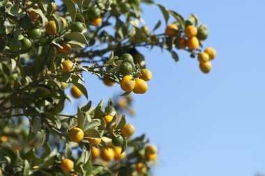 Mavi gökyüzünün önünde turuncu meyve ve yeşil yapraklı kumkuat ağacı dalları