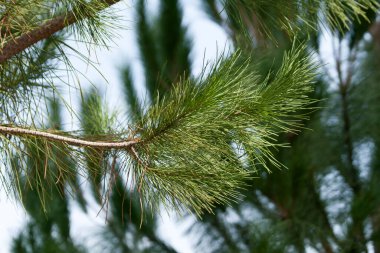 Ormanda uzun yeşil iğneler olan çam ağacının dalına yakın çekim