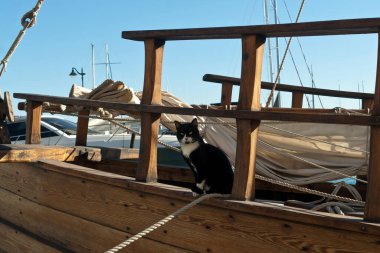 Smokinli kedi deniz limanında tahta yelkenlide oturuyor.