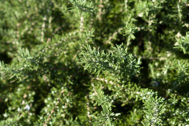 Güneş ışığında yetişen yeşil biberiye bitkisinin arka planı