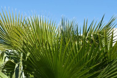 Mavi gökyüzünün önünde güneş ışığında yeşil palmiye yaprakları