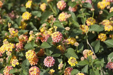 Soluk pembe ve sarı çiçeklerin arkaplanı güneş ışığında yeşil yaprakların arasında