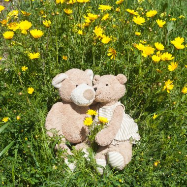 Bahar çayırında oturan oyuncak ayı çifti yeşil çimlerin arasında ve güneş ışığında sarı çiçekler