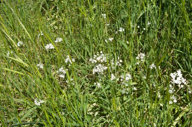Çayırdaki yeşil çimlerin arasında güneş ışığıyla bembeyaz bahar çiçekleri