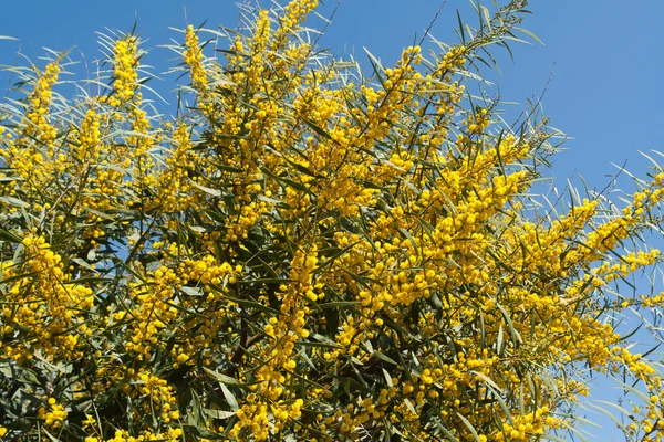Sarı mimoza çiçekleri güneş ışığında mavi gökyüzünün önündeki ağaçta yetişiyor.