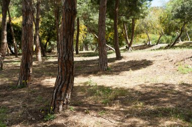 Bahar ormanında güneş ışığında çam ağacı gövdeleri