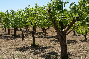 Taze yeşil yaprakları olan ağaçlar gün ışığında meyve bahçesinde.