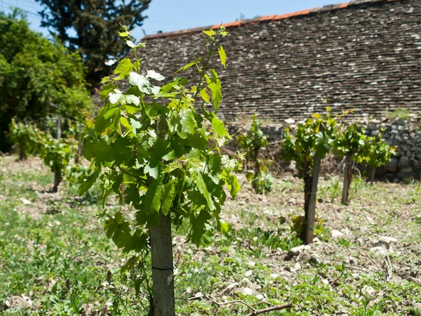 Piccole Viti Con Nuove Foglie Verdi Nel Vigneto Cipro Primavera — Foto Stock