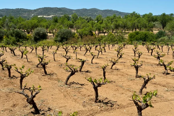 Vineyard Valley Troodos Mountains Cyprus Springtime — Stock Photo, Image