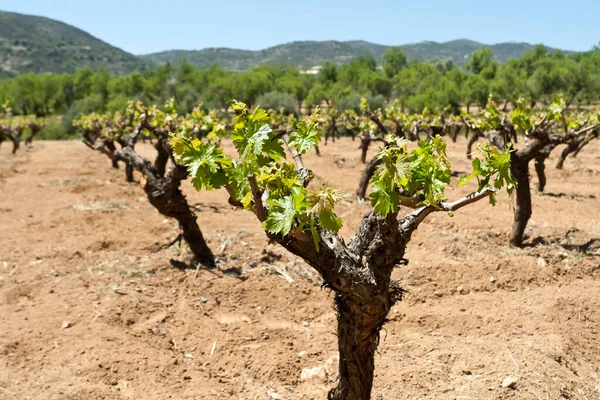 Weinberg Frühling Mit Neuen Grünen Blättern Weinrebenstämmen Troodos Gebirge Zypern Stockbild