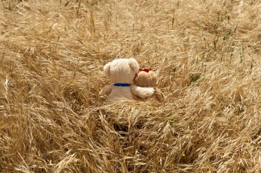 Sarı yulaf tarlasında oturan iki küçük oyuncak ayı.