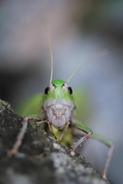 Close up grasshoper face on light grey background — Stock Photo, Image