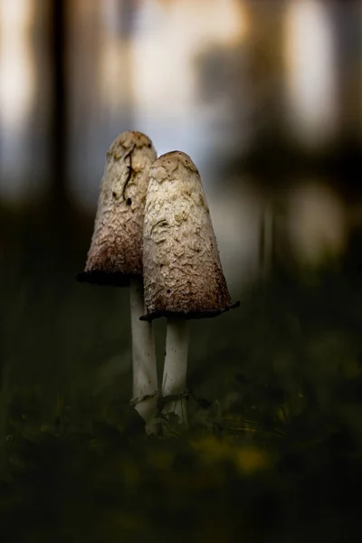 Twee eetbare coprinus comatus op donkere zonsondergang achtergrond — Stockfoto