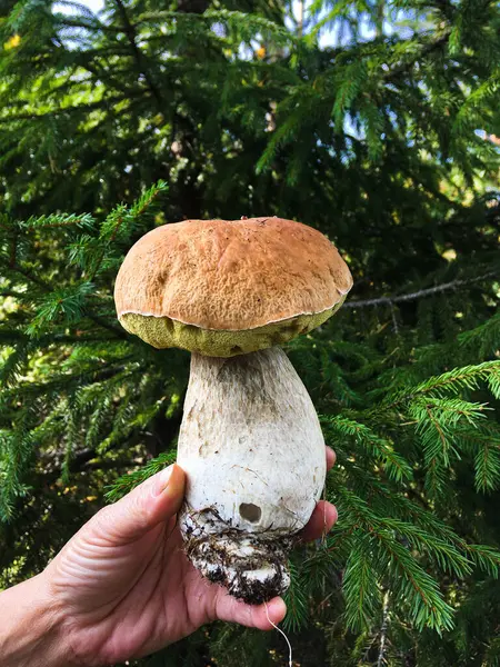 Hand met grote verse eetbare boletus edulis — Stockfoto