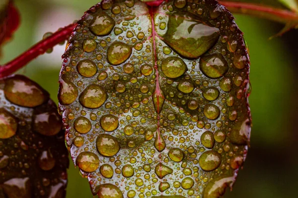 Zelený a červený růžový list s kapkami vody, makro foto — Stock fotografie